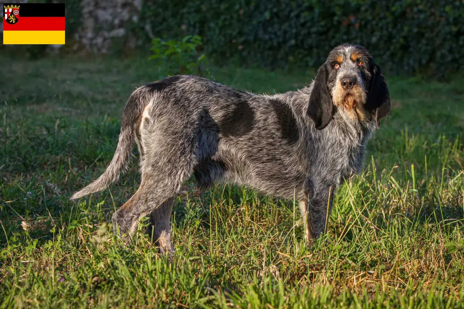 Read more about the article Hodowcy i szczenięta Griffon Bleu de Gascogne w Nadrenia-Palatynat