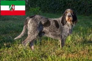Read more about the article Hodowcy i szczenięta Griffon Bleu de Gascogne w Nadrenia Północna-Westfalia