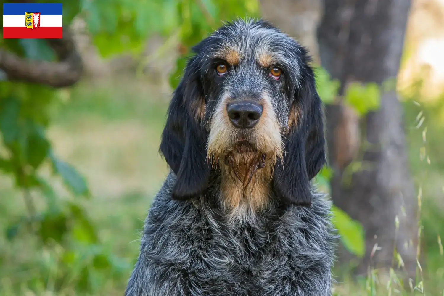 Read more about the article Hodowcy i szczenięta Griffon Bleu de Gascogne w Szlezwik-Holsztyn