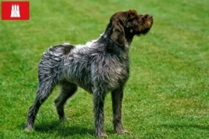 Read more about the article Griffon d’arrêt à poil dur Hodowca i szczenięta w Hamburgu