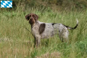 Read more about the article Griffon d’arrêt à poil dur Hodowca i szczenięta w Bawarii