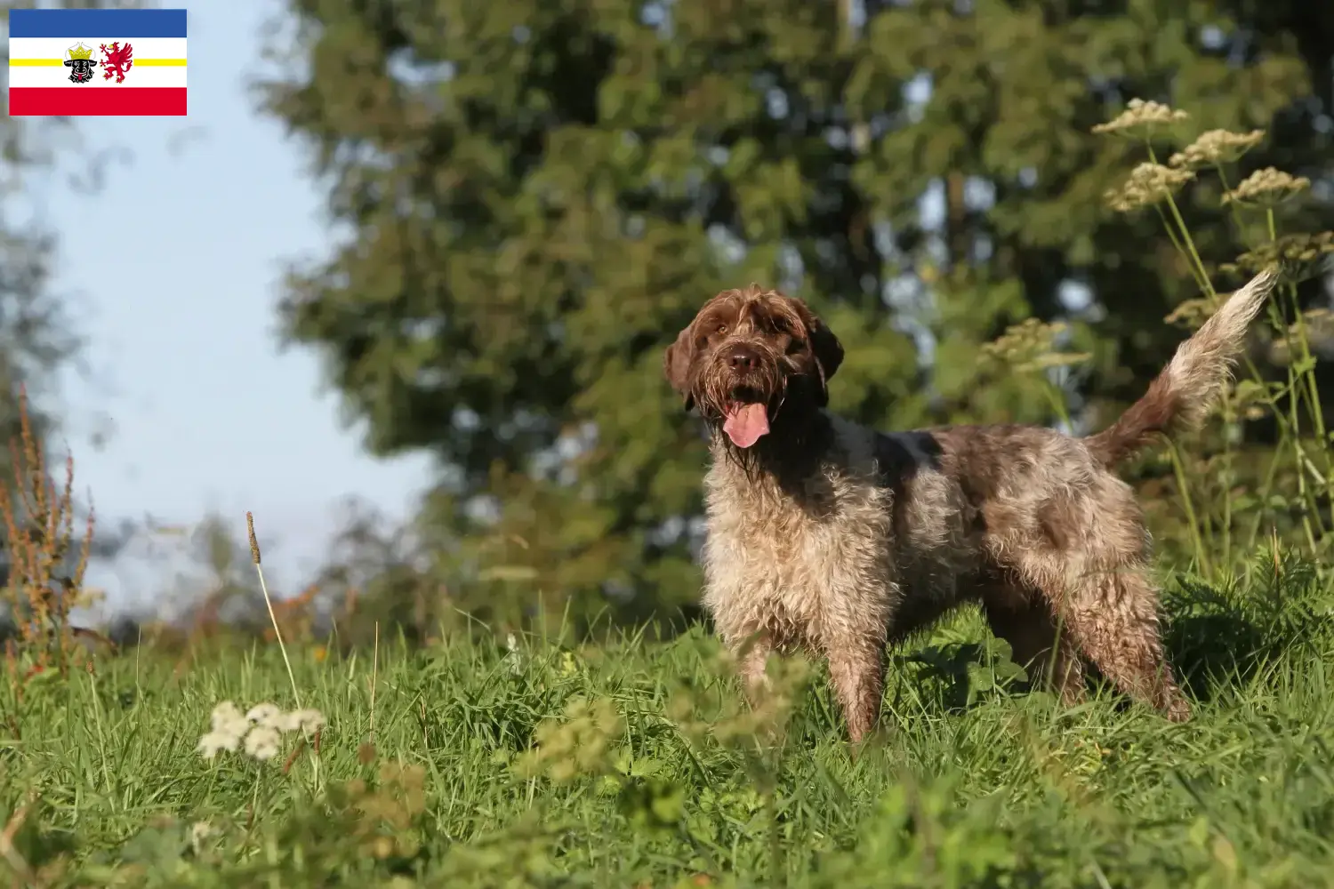 Griffon d'arrêt à poil dur szczenięta i hodowcy Meklemburgia-Pomorze Przednie Znajdź hodowców Griffon d'arrêt à poil durs w Mecklenburg-Vorpommern.