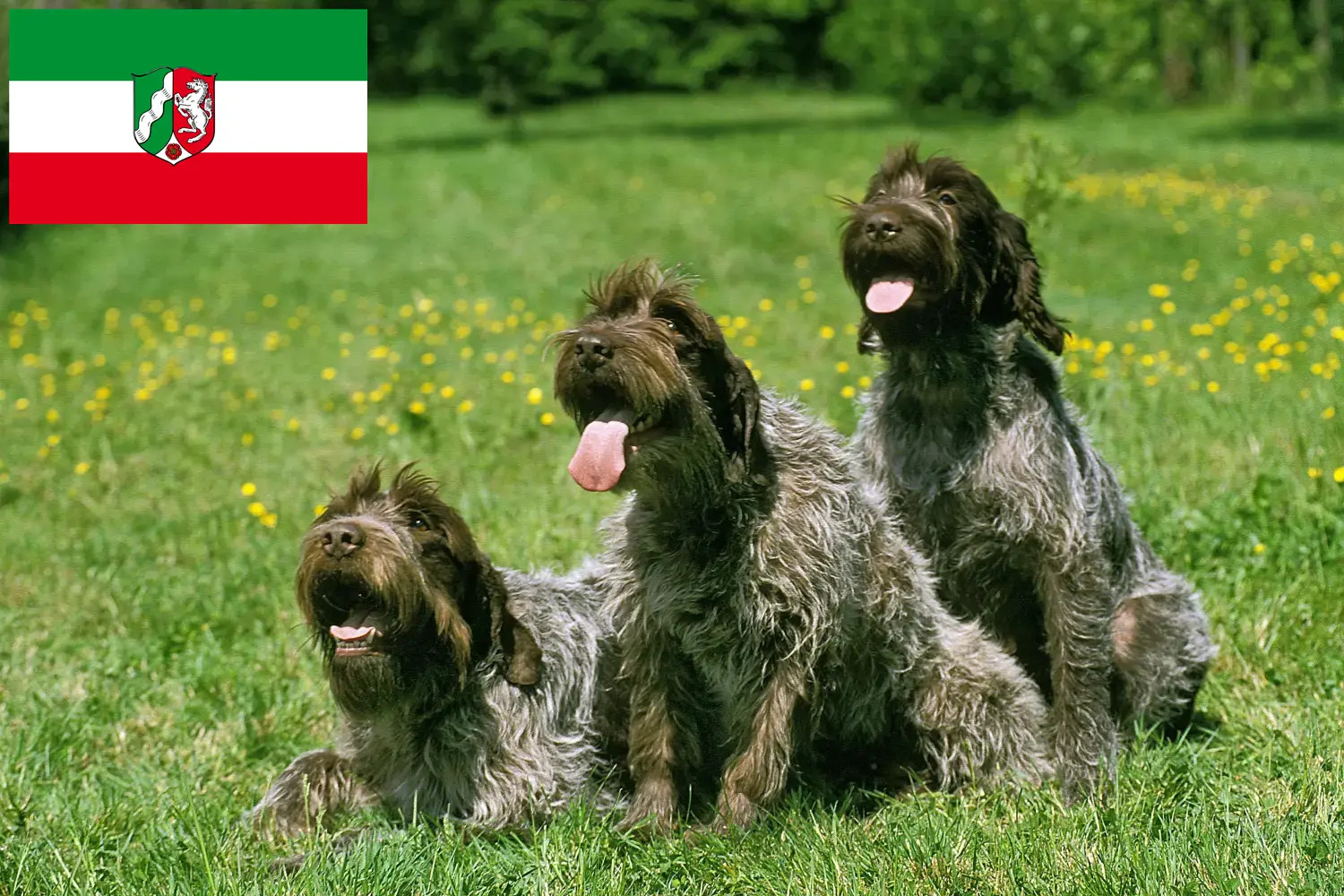 Griffon d'arrêt à poil dur szczenięta i hodowcy Nadrenia Północna-Westfalia Znajdź hodowców Griffon d'arrêt à poil durs w Nadrenia Północna-Westfalia.
