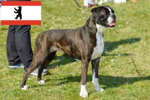 Read more about the article Hodowcy bokserów i szczenięta w Berlinie
