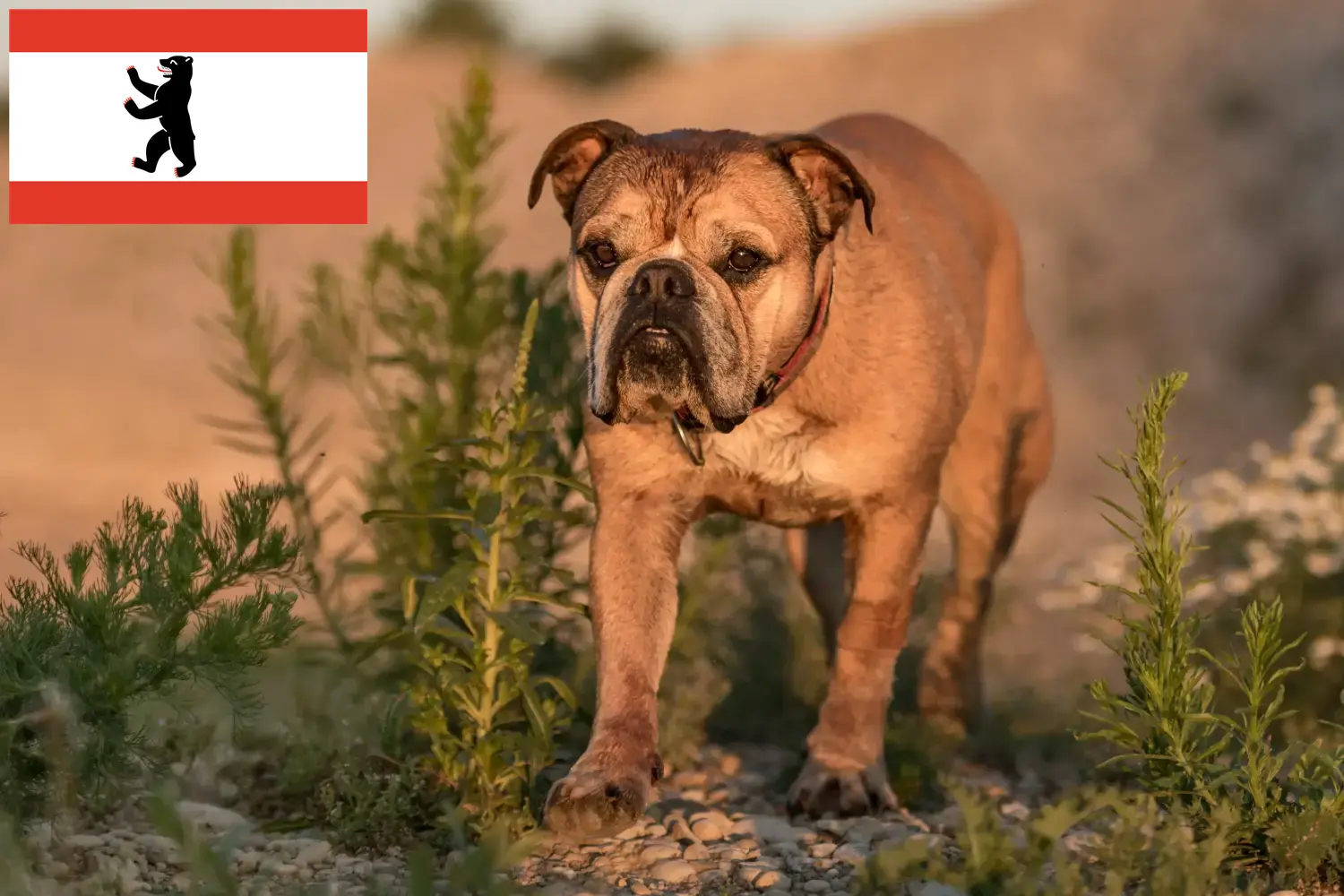 Buldog kontynentalny szczenięta i hodowcy Berlin Tutaj znajdziesz hodowców buldogów kontynentalnych w Berlin.