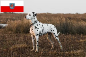 Read more about the article Hodowcy dalmatyńczyków i szczenięta w Turyngia