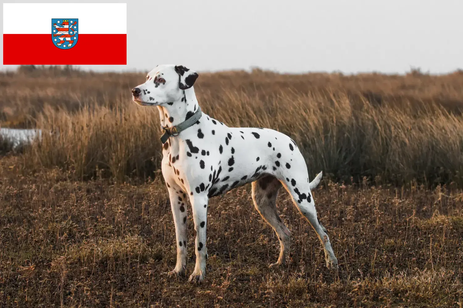 Read more about the article Hodowcy dalmatyńczyków i szczenięta w Turyngia