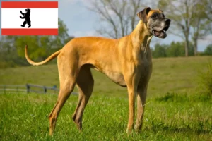 Read more about the article Hodowca dog niemiecki i szczenięta w Berlin