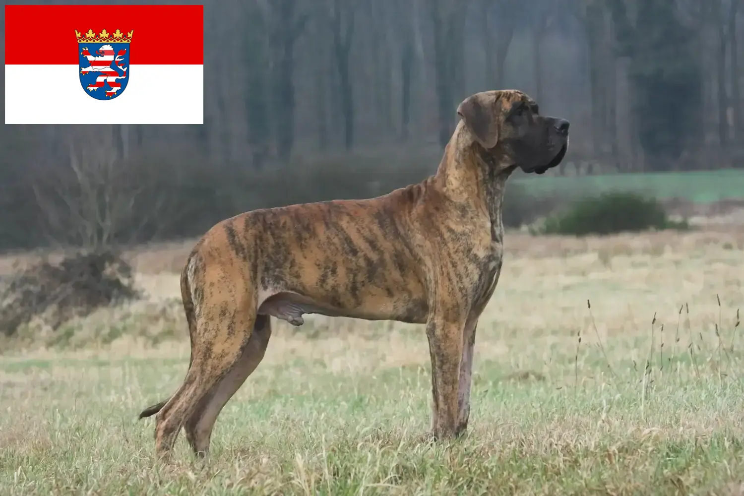 Dog niemiecki szczenięta i hodowca Hesja Tutaj znajdziesz hodowców dogów niemieckich w Hesja.