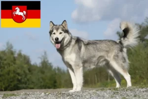 Read more about the article Hodowcy i szczenięta Husky w Dolna Saksonia