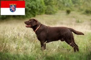 Read more about the article Hodowcy labradorów i szczenięta w Hesji