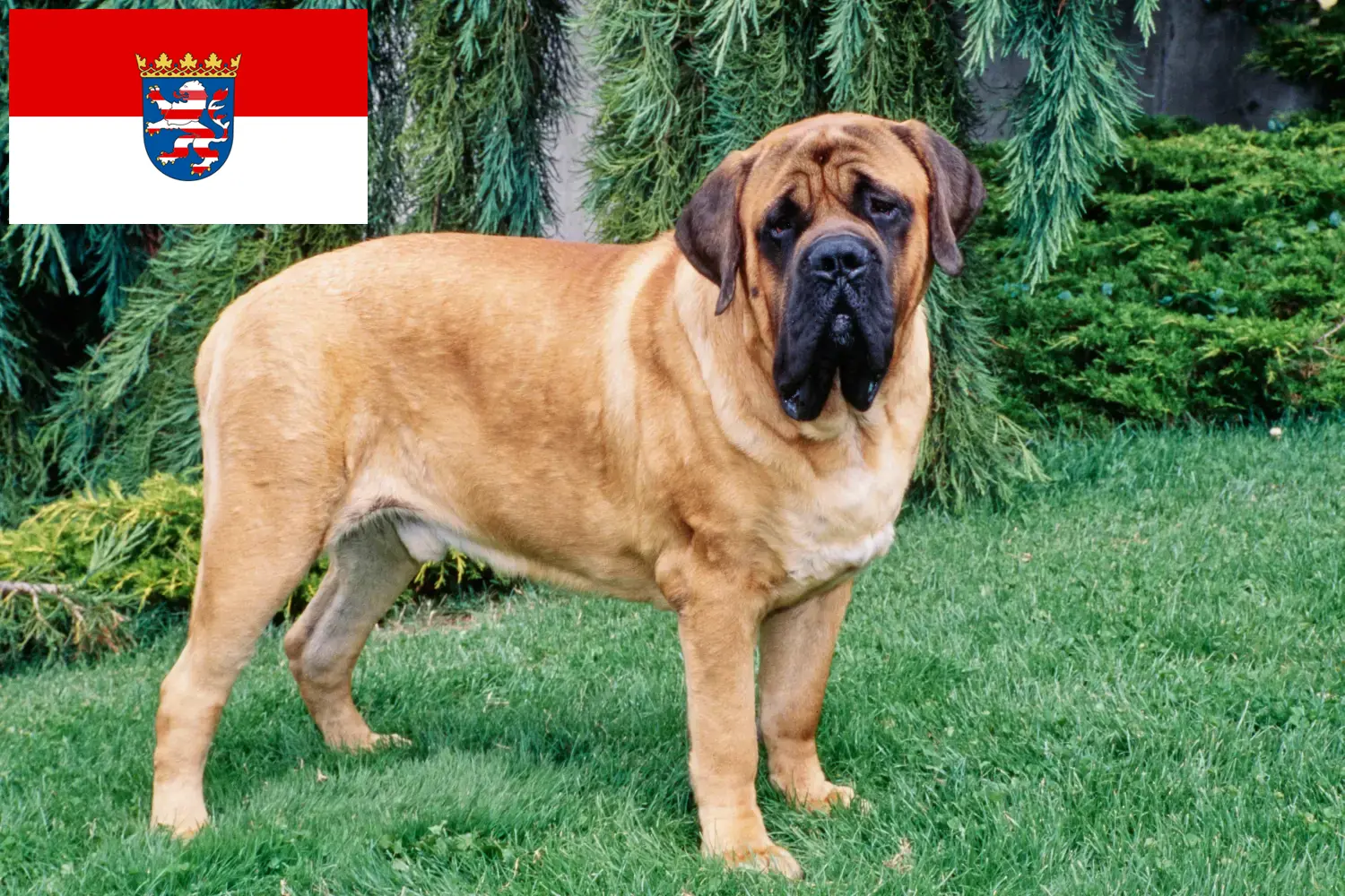 Mastif szczenięta i hodowcy Hesja Tutaj znajdziesz hodowców rasy Mastiff w Hesja.