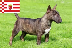 Read more about the article Hodowcy i szczenięta bull terrier miniaturowy w Brema