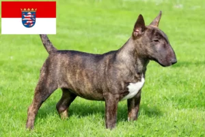 Read more about the article Hodowcy i szczenięta bull terrier miniaturowy w Hesja