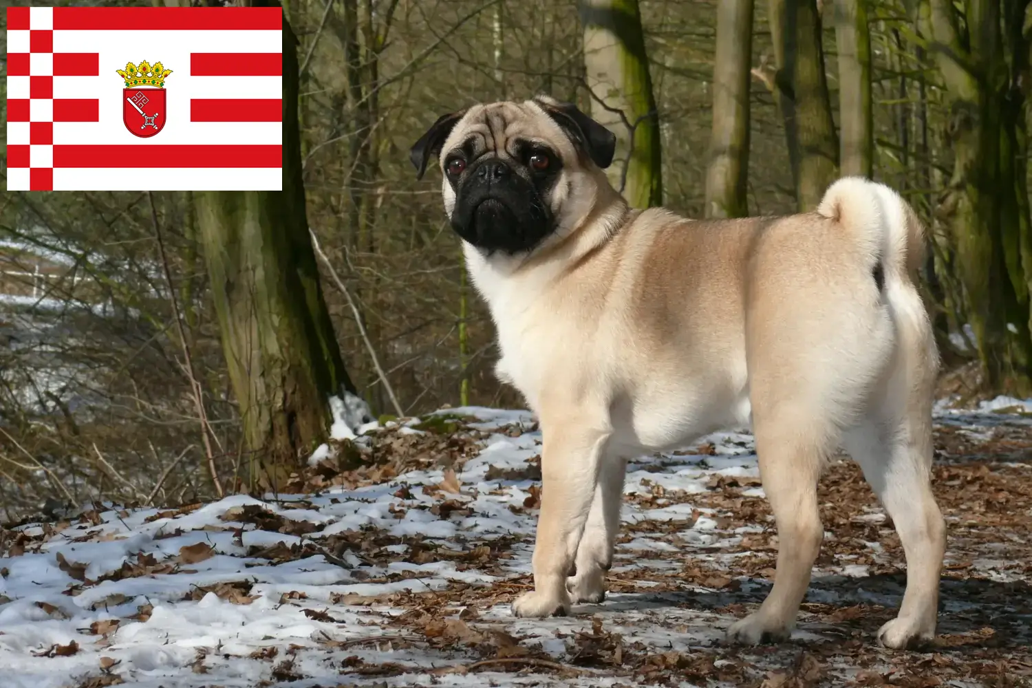 Mops szczenięta i hodowcy Brema Tutaj znajdziesz hodowców mopsów w Brema.