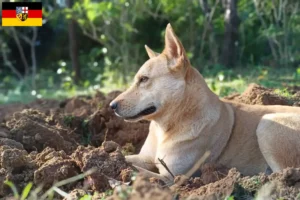 Read more about the article Hodowcy psów rasy Canaan i szczenięta w Kraj Saary