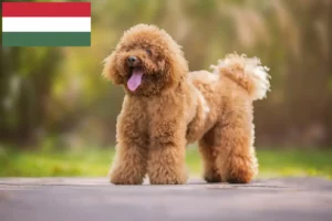 Read more about the article Hodowcy pudli i szczenięta w Węgry