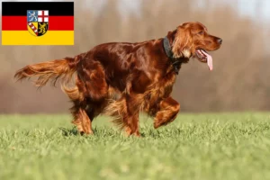 Read more about the article Hodowcy i szczenięta seter irlandzki czerwony w Kraj Saary