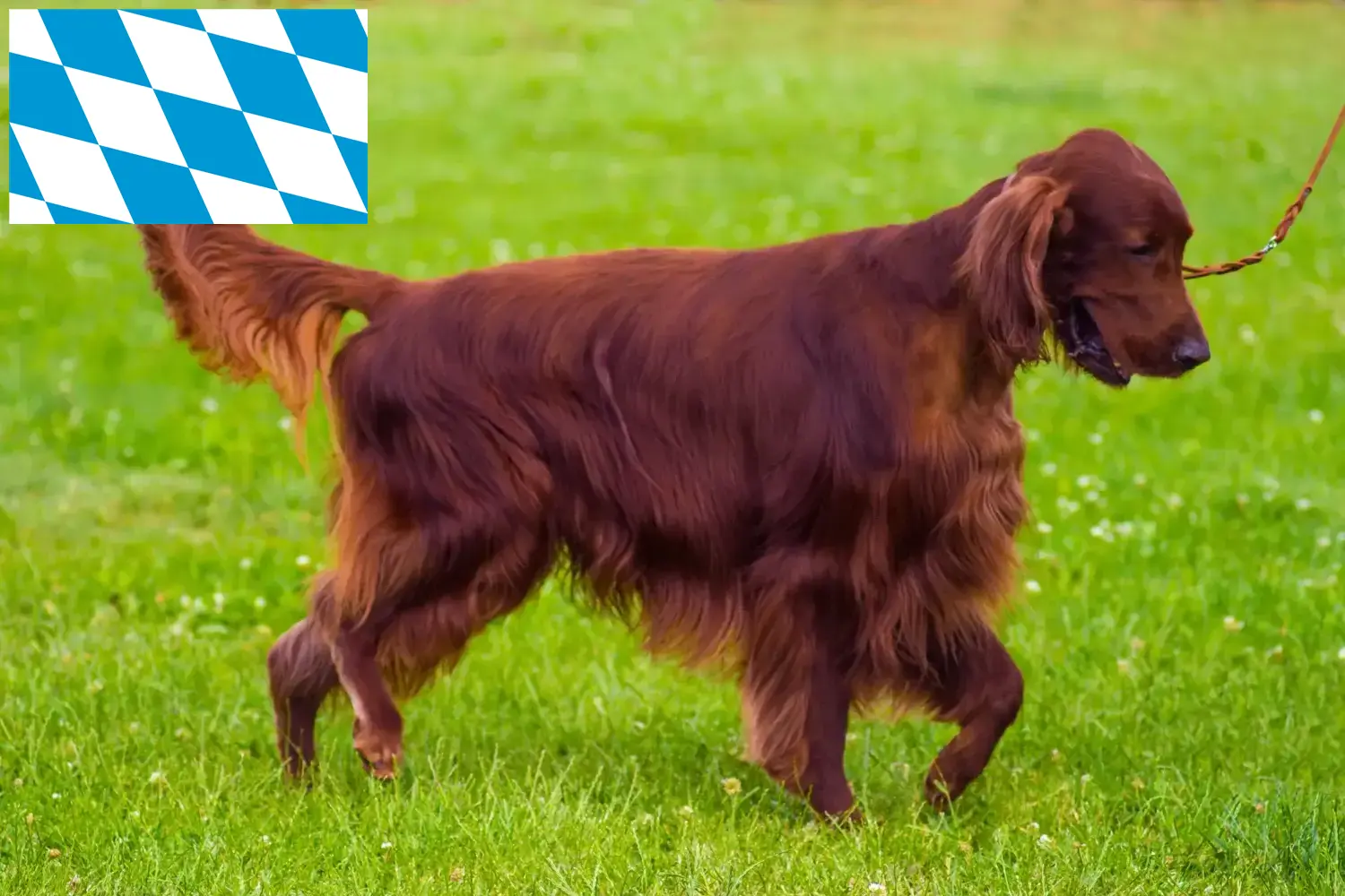 Seter irlandzki czerwony szczenięta i hodowcy Bawaria Tutaj znajdziesz hodowców seterów irlandzkich czerwonych w Bawaria.