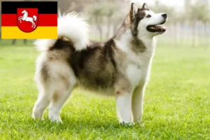 Read more about the article Hodowcy i szczenięta Alaskan malamute w Dolna Saksonia