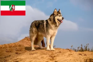 Read more about the article Hodowcy i szczenięta Alaskan malamute w Nadrenia Północna-Westfalia