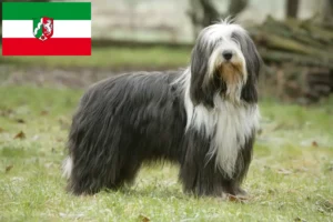 Read more about the article Hodowcy i szczenięta Bearded Collie w Nadrenia Północna-Westfalia