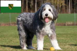 Read more about the article Hodowcy i szczenięta Bearded Collie w Saksonia