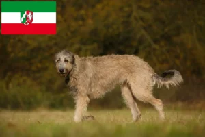 Read more about the article Hodowcy i szczenięta Wilczarz irlandzki w Nadrenia Północna-Westfalia