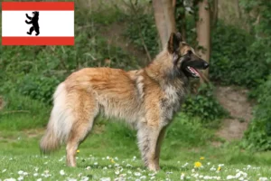 Read more about the article Hodowca owczarków belgijskich i szczenięta w Berlinie