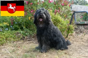 Read more about the article Hodowla owczarków bergamaskich i szczeniąt w Dolnej Saksonii