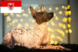 Read more about the article Hodowla psów bezwłosych peruwiańskich i szczeniąt w Brandenburgii