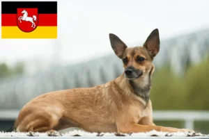 Read more about the article Hodowla psów bezwłosych peruwiańskich i szczeniąt w Dolnej Saksonii