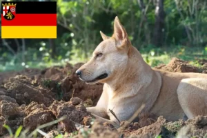 Read more about the article Hodowcy psów rasy Canaan i szczenięta w Nadrenia-Palatynat