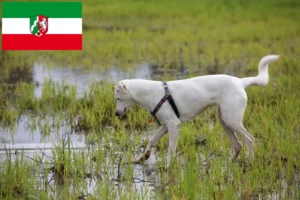 Read more about the article Hodowcy psów rasy Canaan i szczenięta w Nadrenia Północna-Westfalia
