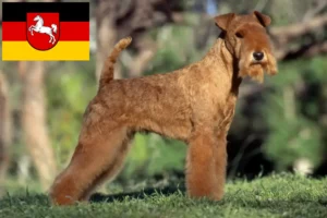 Read more about the article Hodowcy i szczenięta Lakeland terrier w Dolna Saksonia