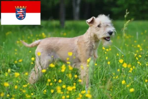 Read more about the article Hodowcy i szczenięta Lakeland terrier w Hesja