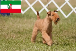 Read more about the article Hodowcy i szczenięta Lakeland terrier w Nadrenia Północna-Westfalia