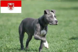 Read more about the article Hodowcy i szczenięta American Staffordshire Terrier w Brandenburgia