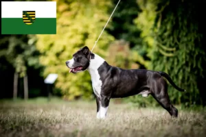 Read more about the article Hodowcy i szczenięta American Staffordshire Terrier w Saksonia