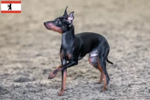 Read more about the article Hodowcy i szczenięta English Toy Terrier w Berlin