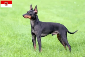 Read more about the article Hodowcy i szczenięta English Toy Terrier w Brandenburgia