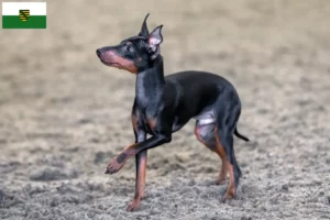 Read more about the article Hodowcy i szczenięta English Toy Terrier w Saksonia