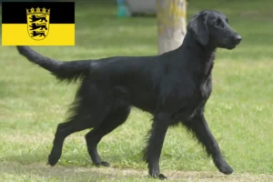 Read more about the article Hodowcy i szczenięta Flat Coated Retriever w Badenia-Wirtembergia