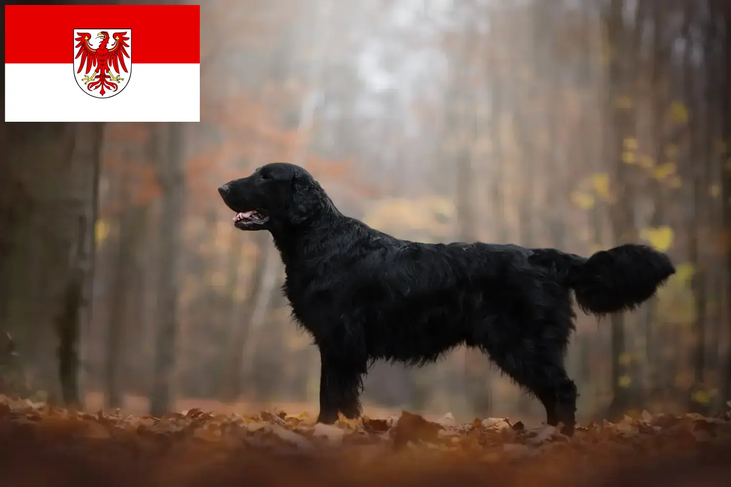 Flat Coated Retriever szczenięta i hodowcy Brandenburg Tutaj znajdziesz hodowców rasy Flat coated retriever w Brandenburgia.