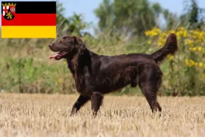 Read more about the article Hodowcy i szczenięta Flat Coated Retriever w Nadrenia-Palatynat