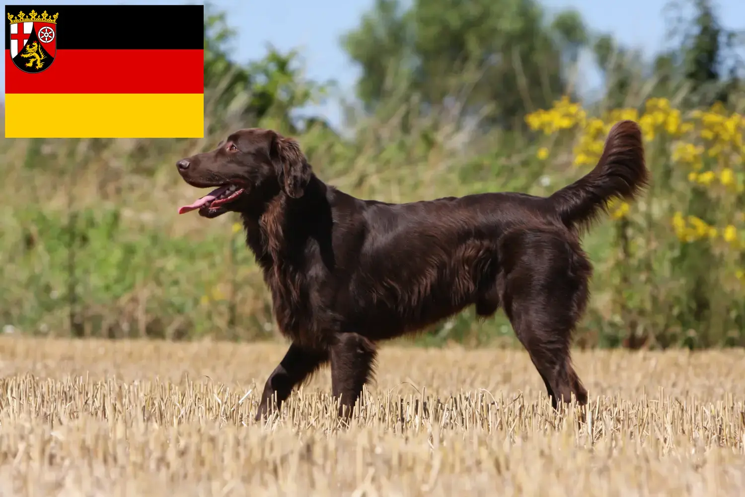 Read more about the article Hodowcy i szczenięta Flat Coated Retriever w Nadrenia-Palatynat