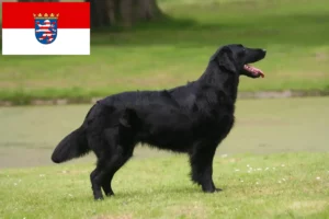 Read more about the article Hodowcy i szczenięta Flat Coated Retriever w Hesja