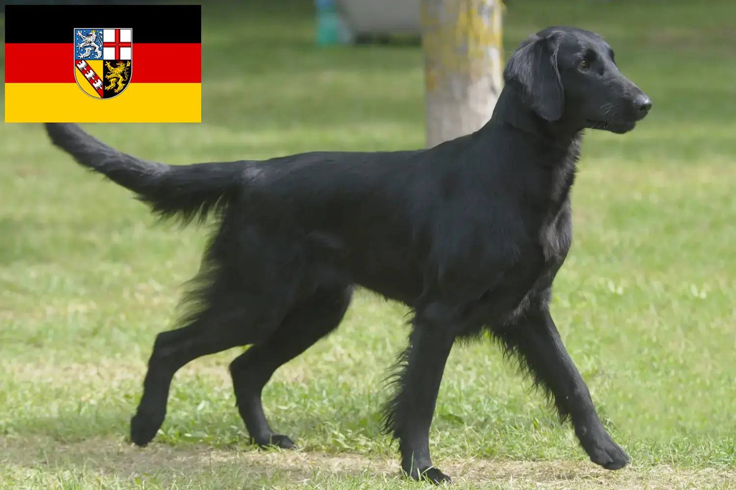 Read more about the article Hodowcy i szczenięta Flat Coated Retriever w Kraj Saary