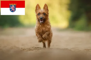 Read more about the article Hodowcy i szczenięta terier australijski w Hesja