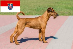 Read more about the article Hodowcy i szczenięta terier irlandzki w Hesja